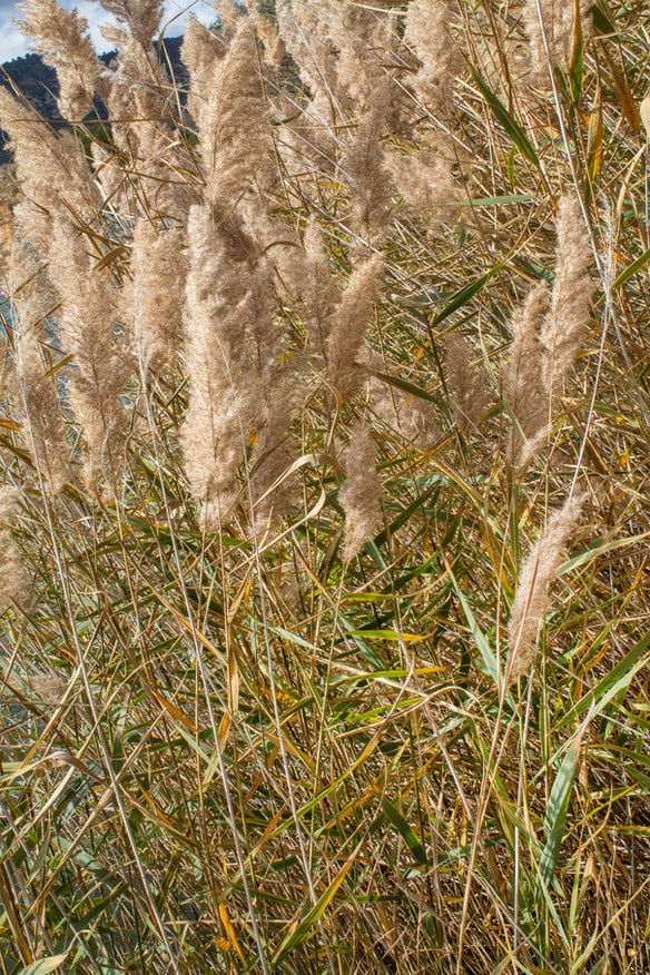 43f06c_c7649449f0e94d1aa4112ad558a72f4d~mv2